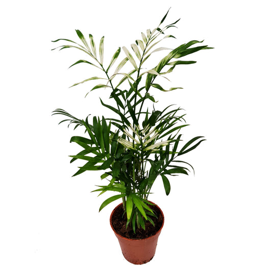Variegated Parlour Palm | Albo | Hard To Find | Potted Houseplants