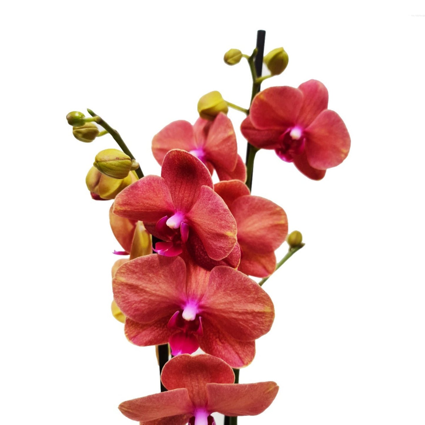 Phalaenopsis Orchid | Surfsong