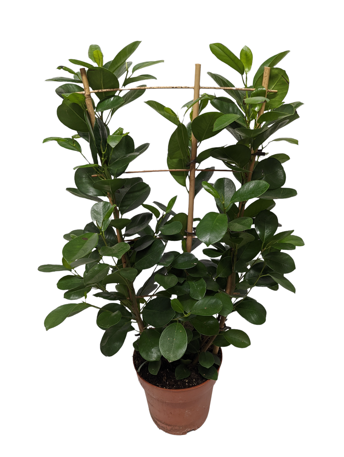 Laurel Fig | Moclame