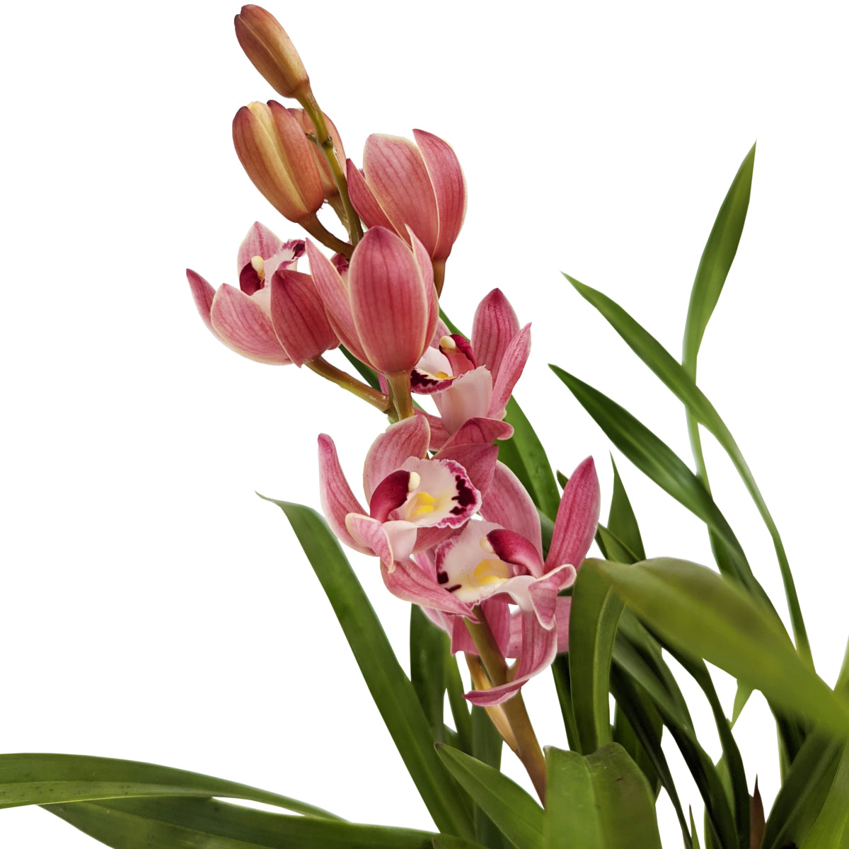 Cymbidium Orchid | Various Colours