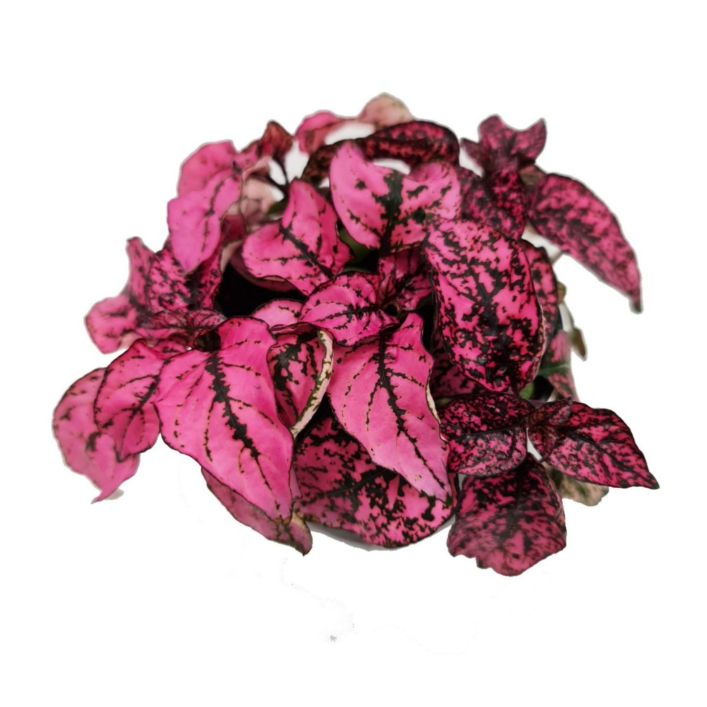 Polka Dot Plant | Hot Pink