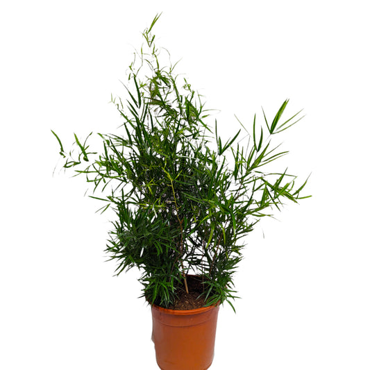 Sicklethorn | Asparagus Fern | Pet Safe Plants