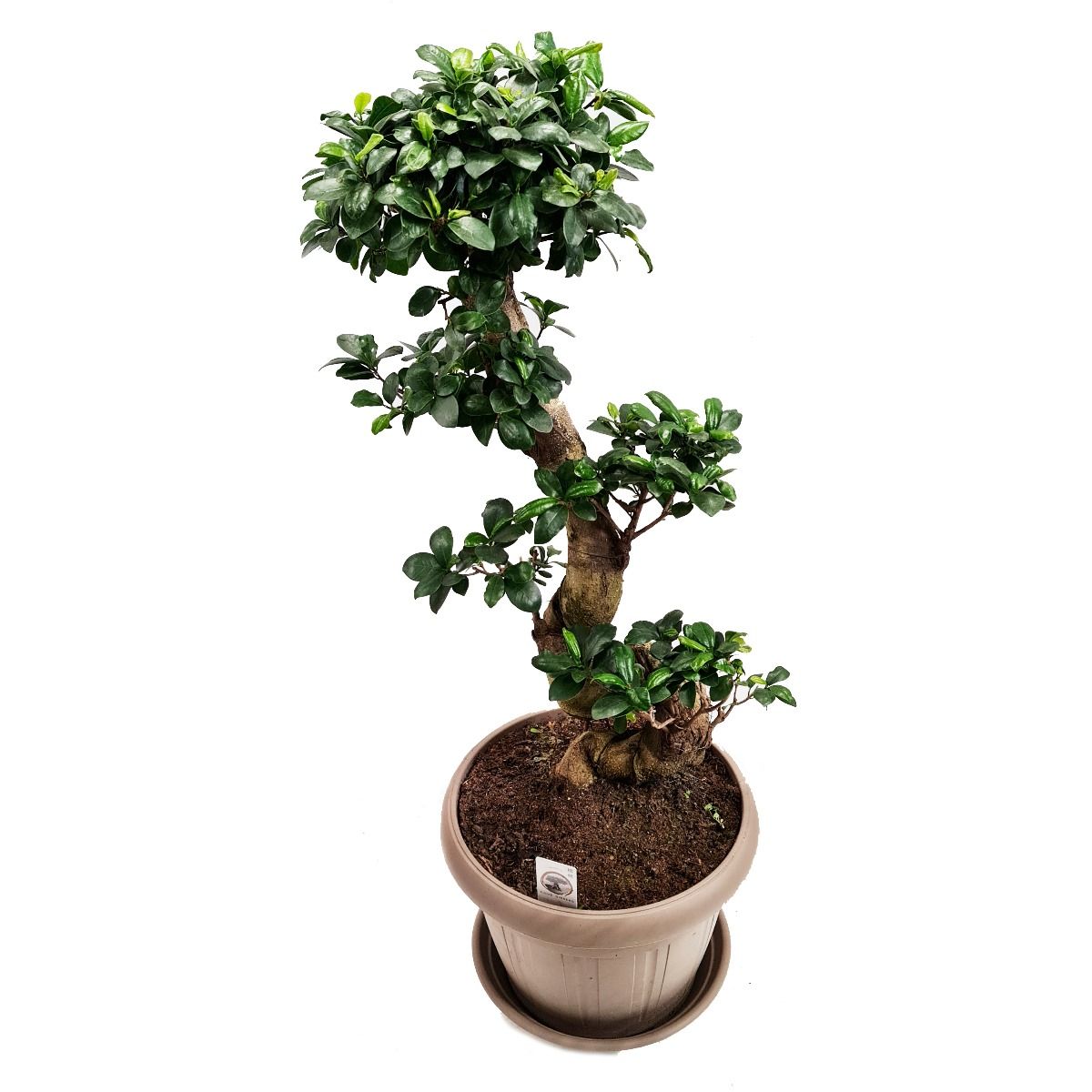 Pot Belly Fig | Ginseng
