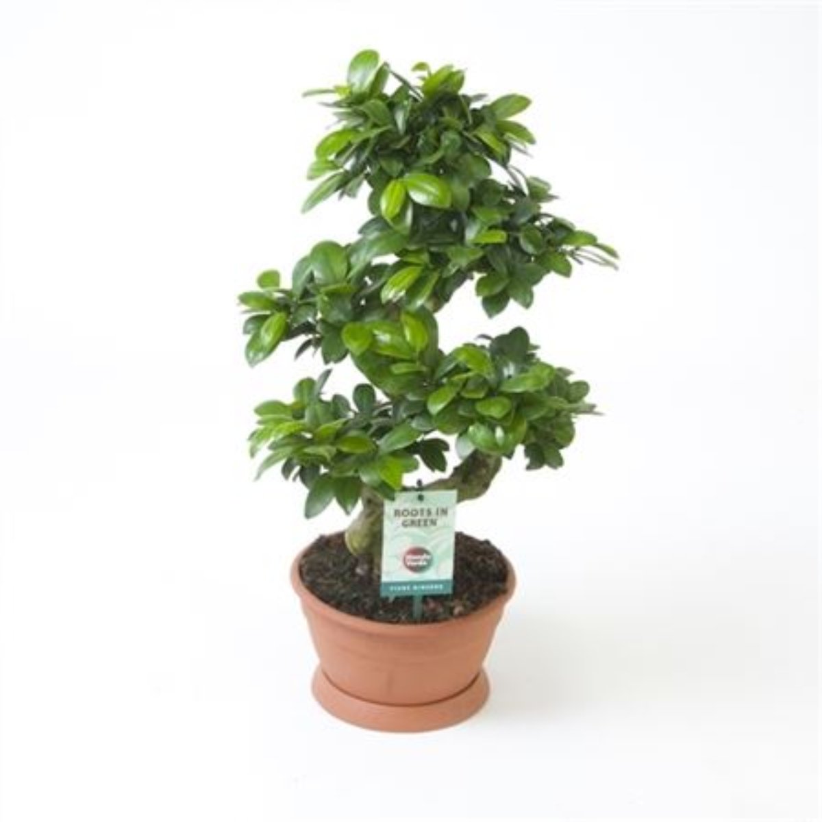 Pot Belly Fig | Ginseng