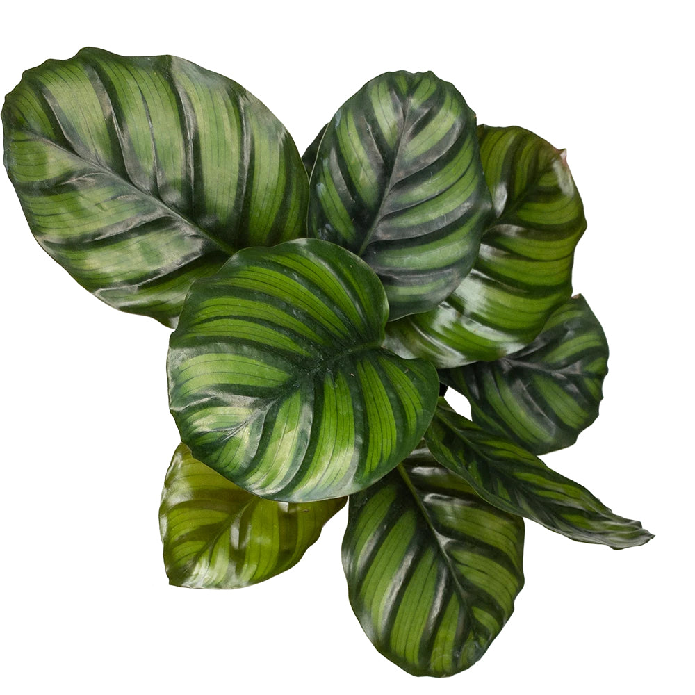 Prayer Plant | Fasciata | Hard To Find