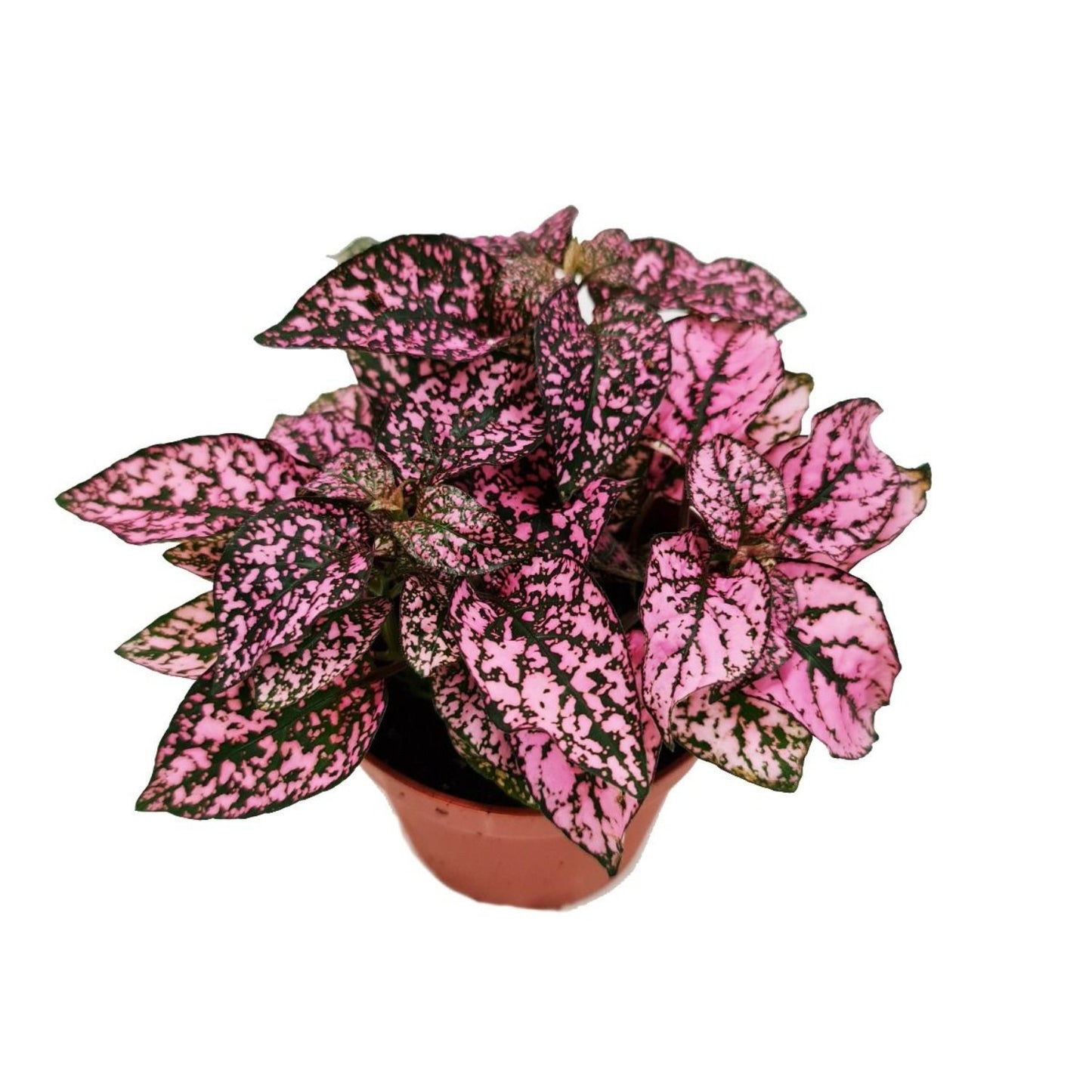 Polka Dot Plant