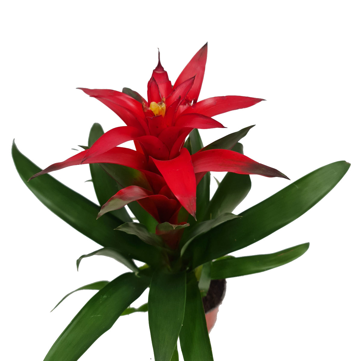 Flowering Bromeliad | Guzmania | Various Colours