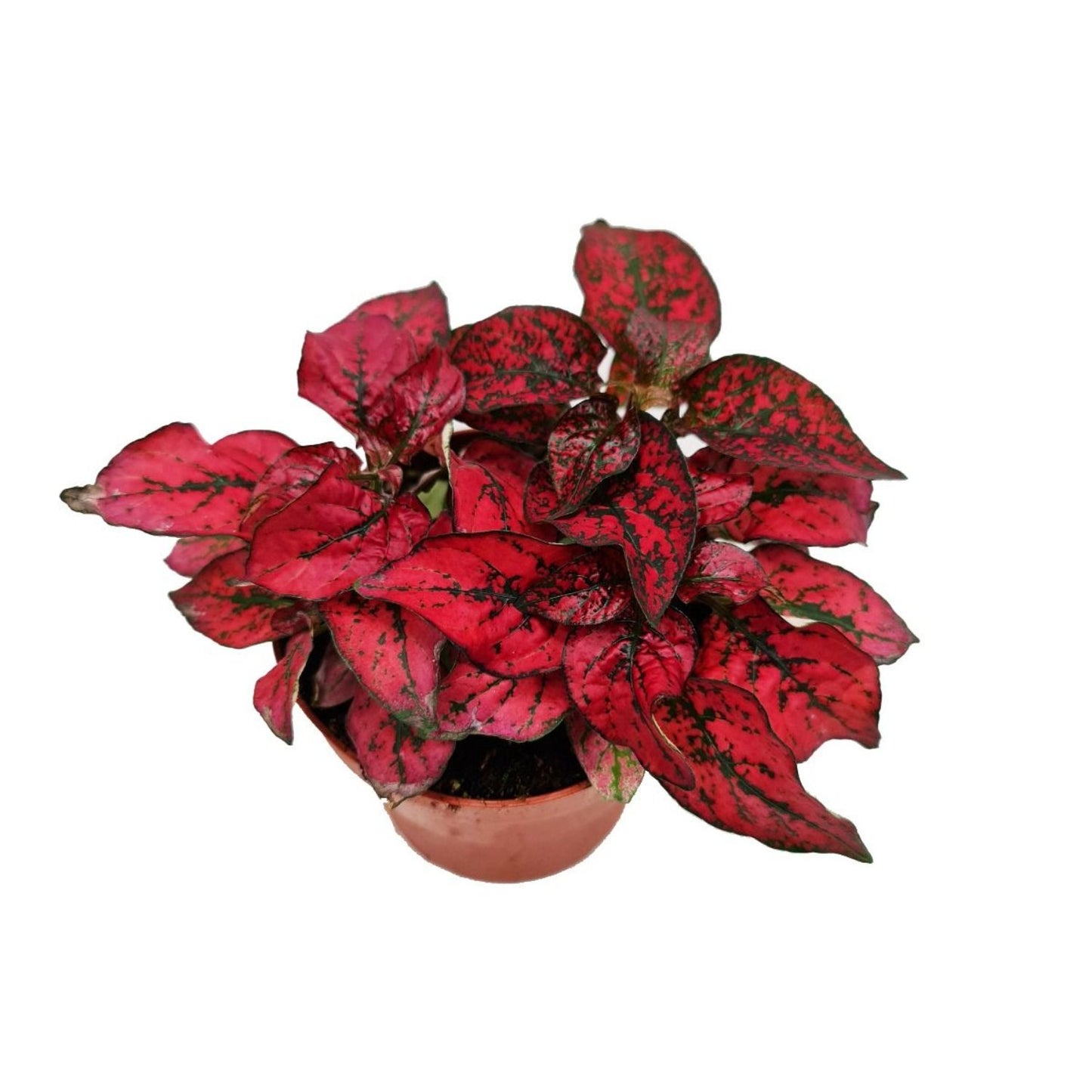 Polka Dot Plant | Red