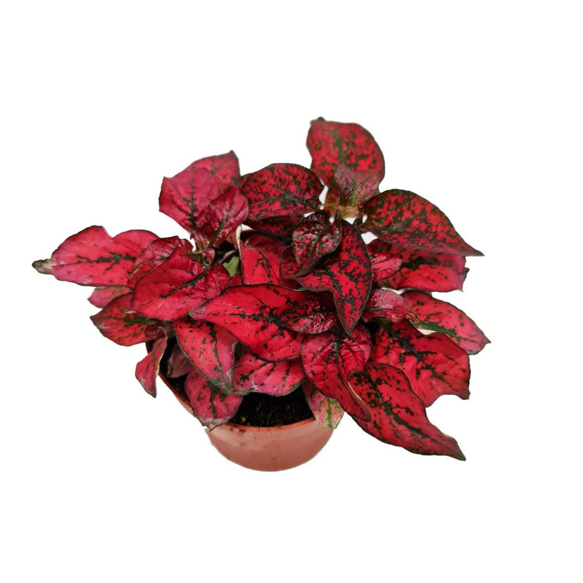 Polka Dot Plant | Red