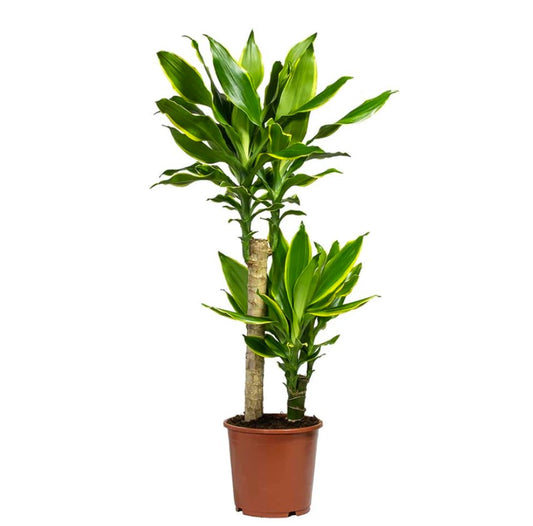 Palm | Gold Coast | Perfect Plants for Under £30