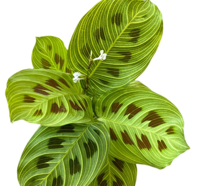 Prayer Plant | Fantasy - Light Veins | Rare Plant