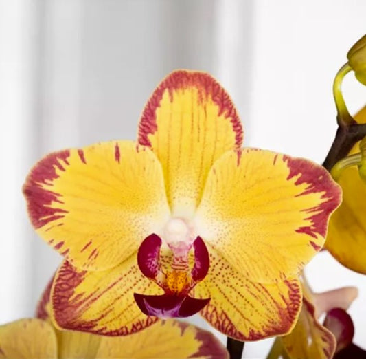 Phalaenopsis Orchid | Papagayo | Perfect Plants for Under £30