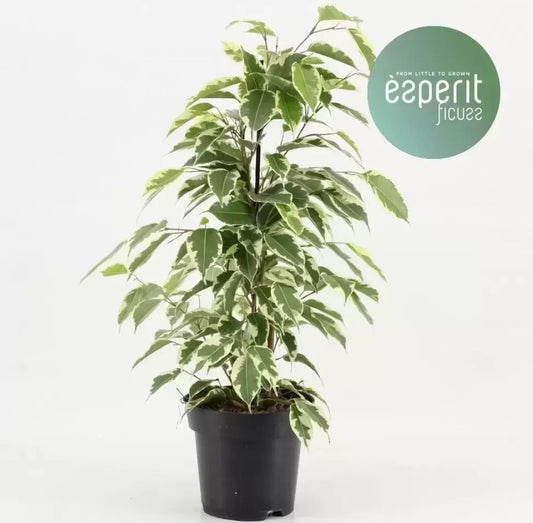 Weeping Fig | Samantha | Perfect Plants for Under £30