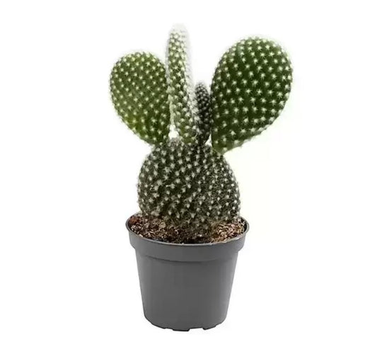 Bunny Ears Cactus | Indoor Cactus Plants