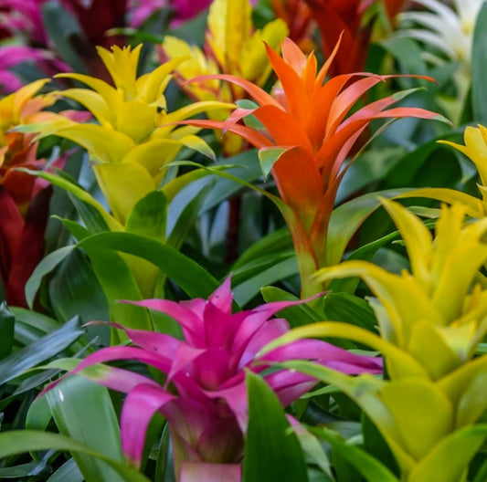 Flowering Bromeliad | Guzmania | Various Colours | Air Purifying Plants