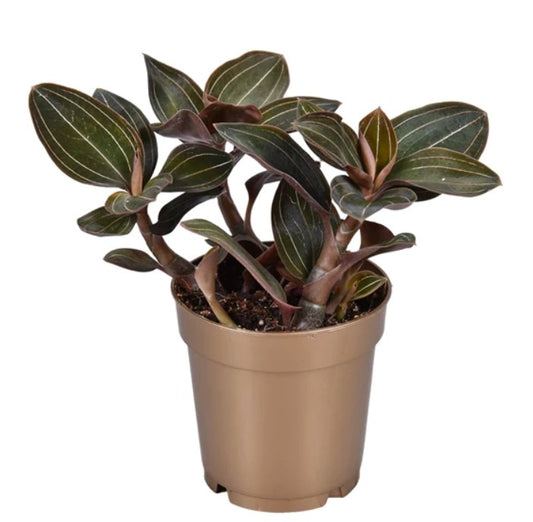 Jewel Orchid | Potted Houseplants