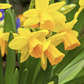 Narcissi | Tete A Tete (in flower)
