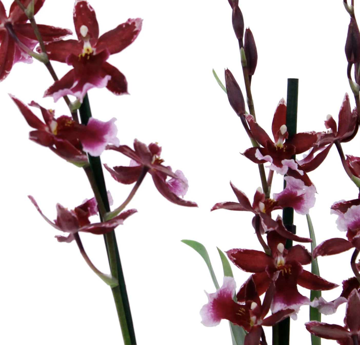 Cambria Orchid | Barrocco Red