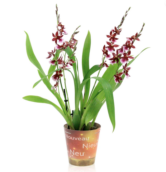Cambria Orchid |  Barrocco Red | Plant Gift Sets & Gift Ideas
