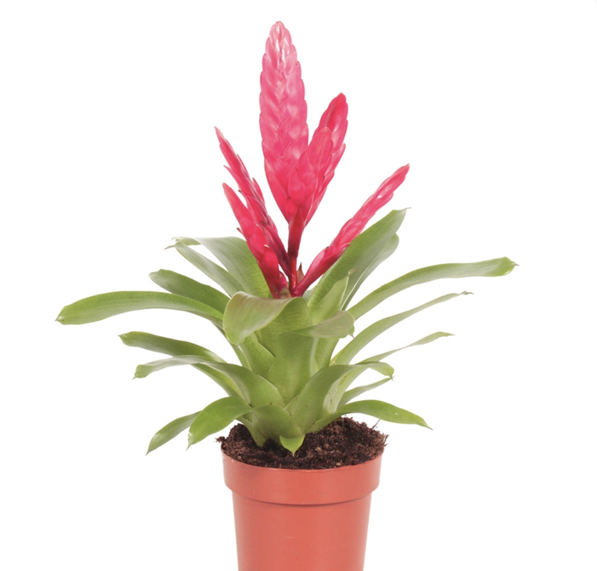 Vriesea Flaming Sword | Intenso Pink