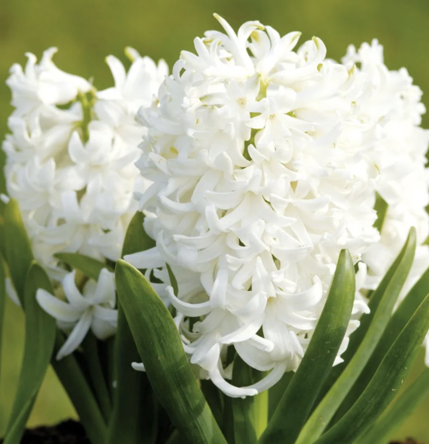 Scented Hyacinths | White Pearl