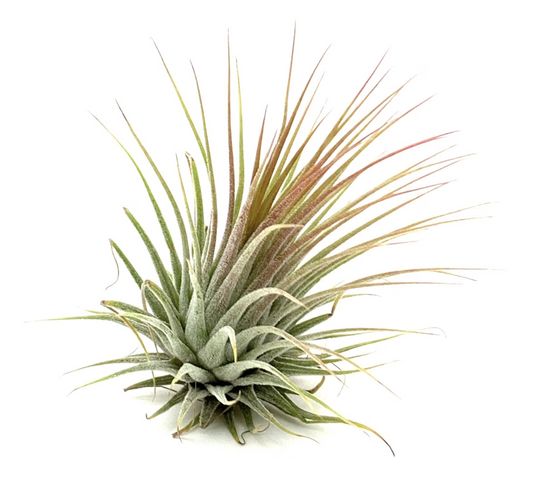 Air Plant | Green | Perfect Plants for Under £30