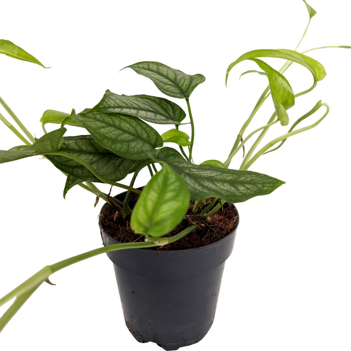Monstera | Siltepecana