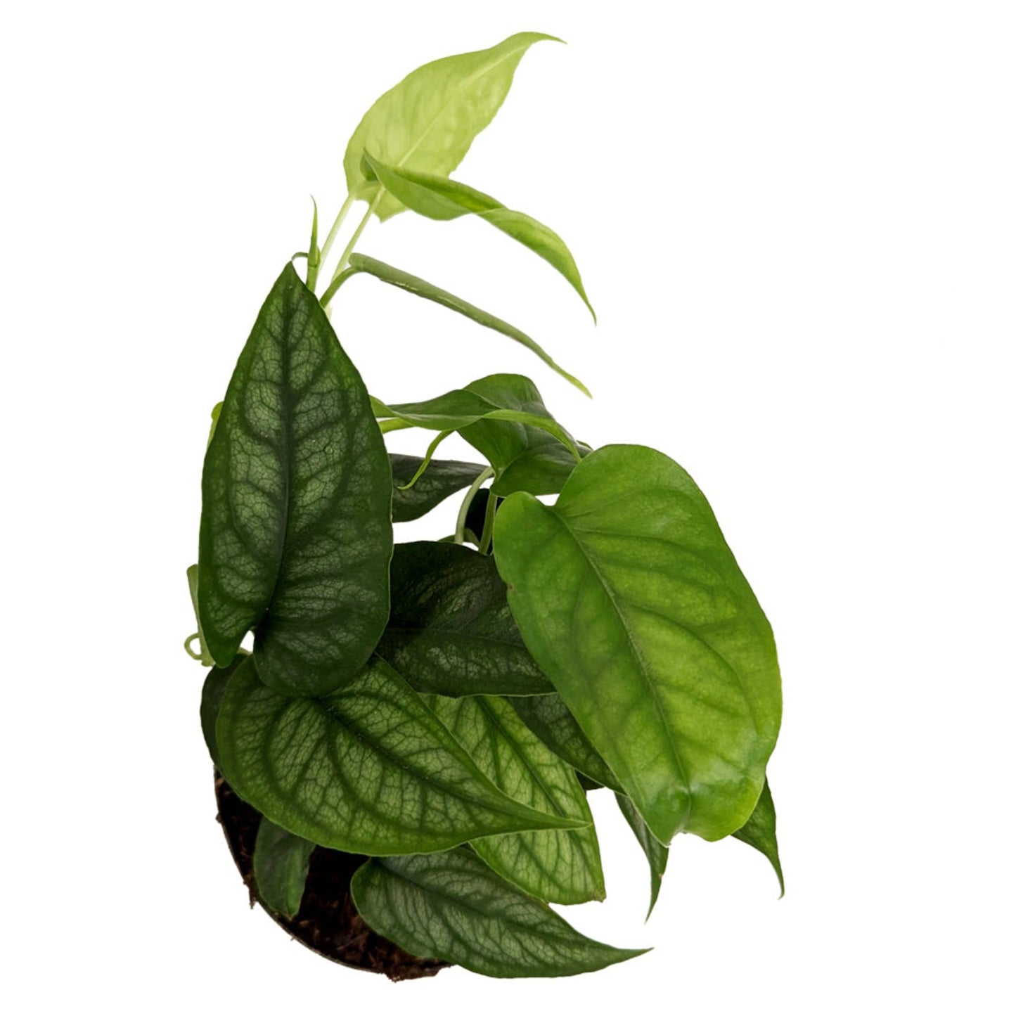 Monstera | Siltepecana