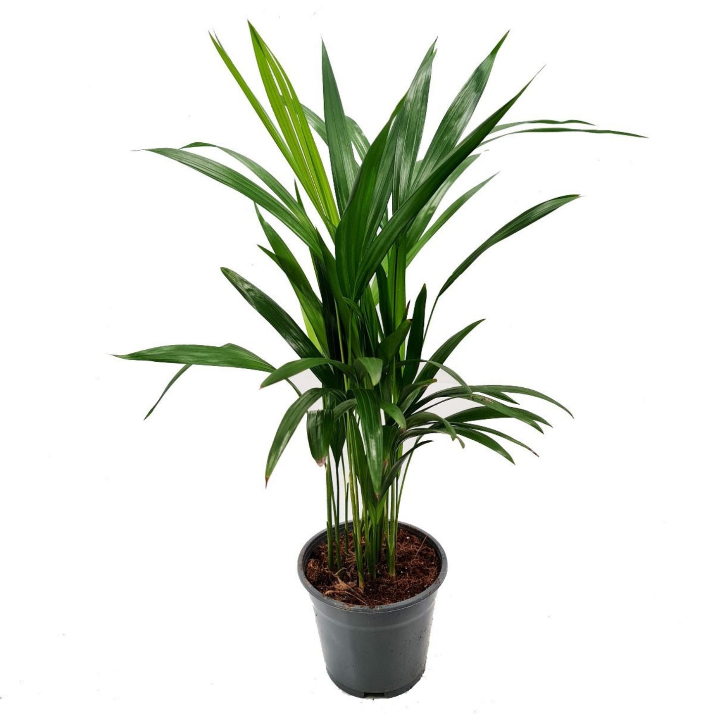 British Grown! Areca Palm
