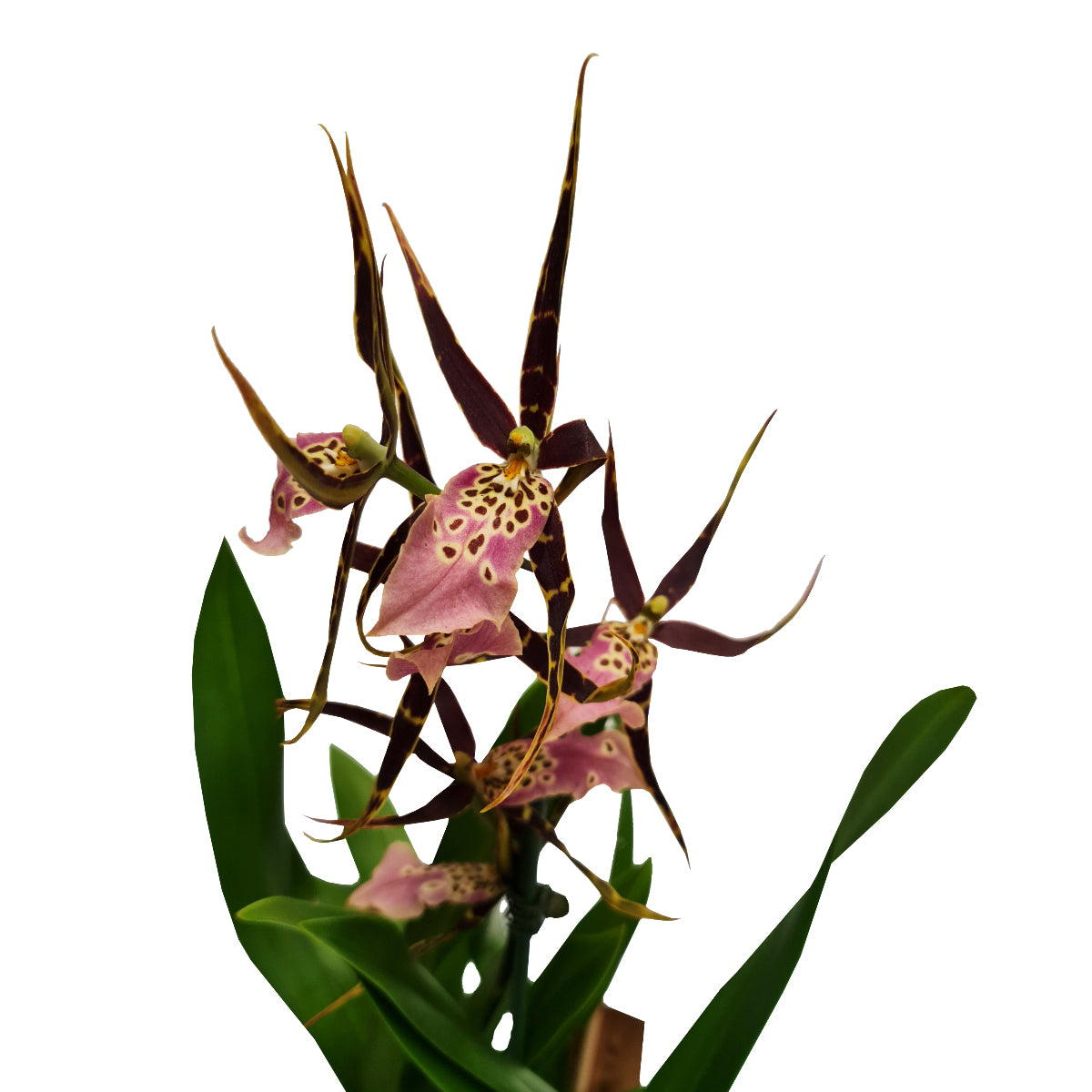 Spider Orchid | Summer Dream Surprise
