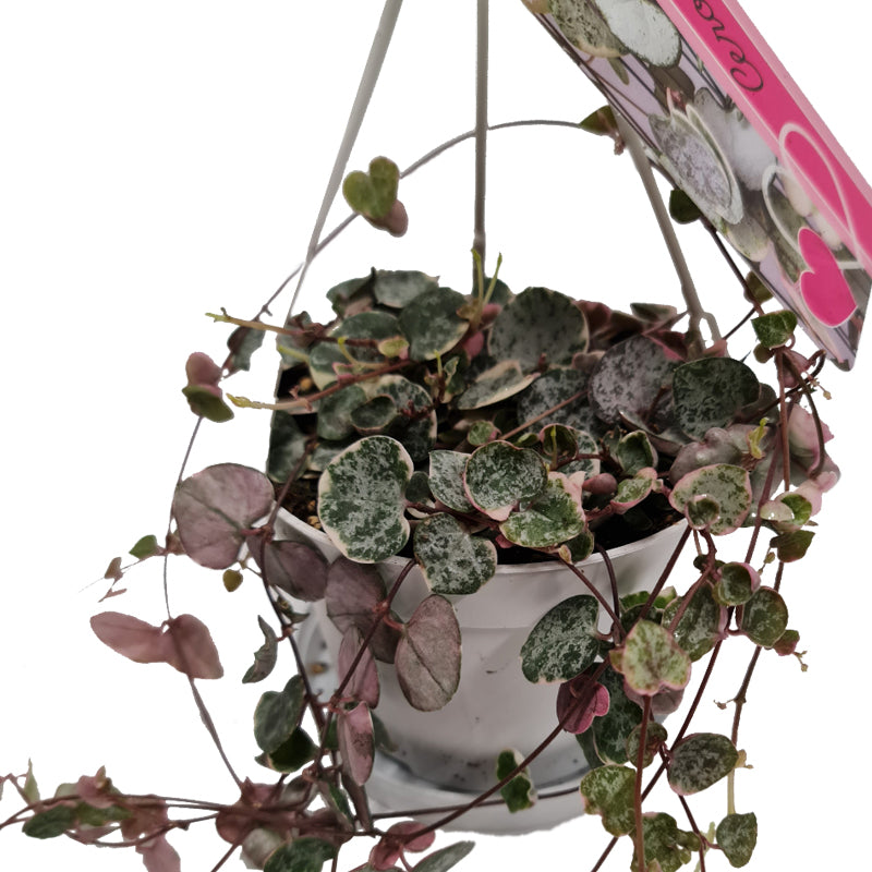 String Of Hearts | Variegated Marlies