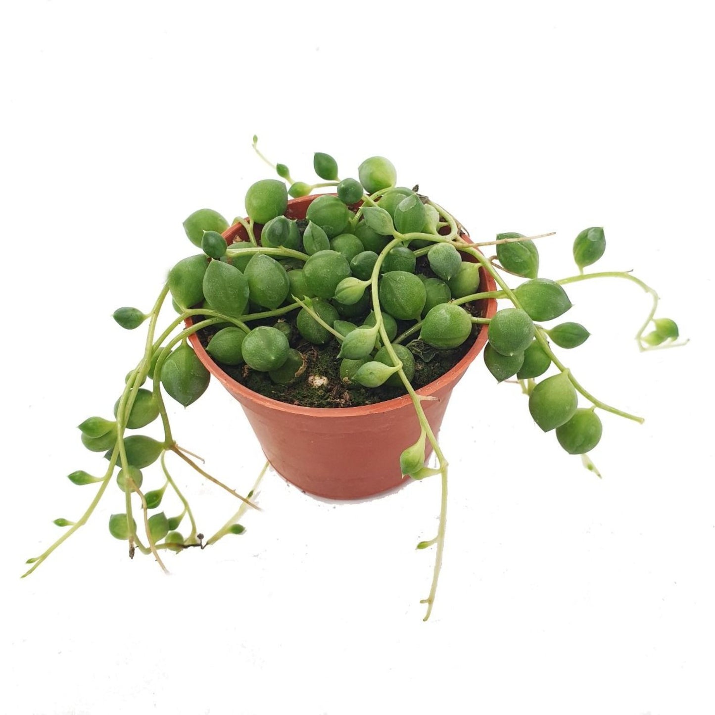 String Of Teardrops | String Of Pearls