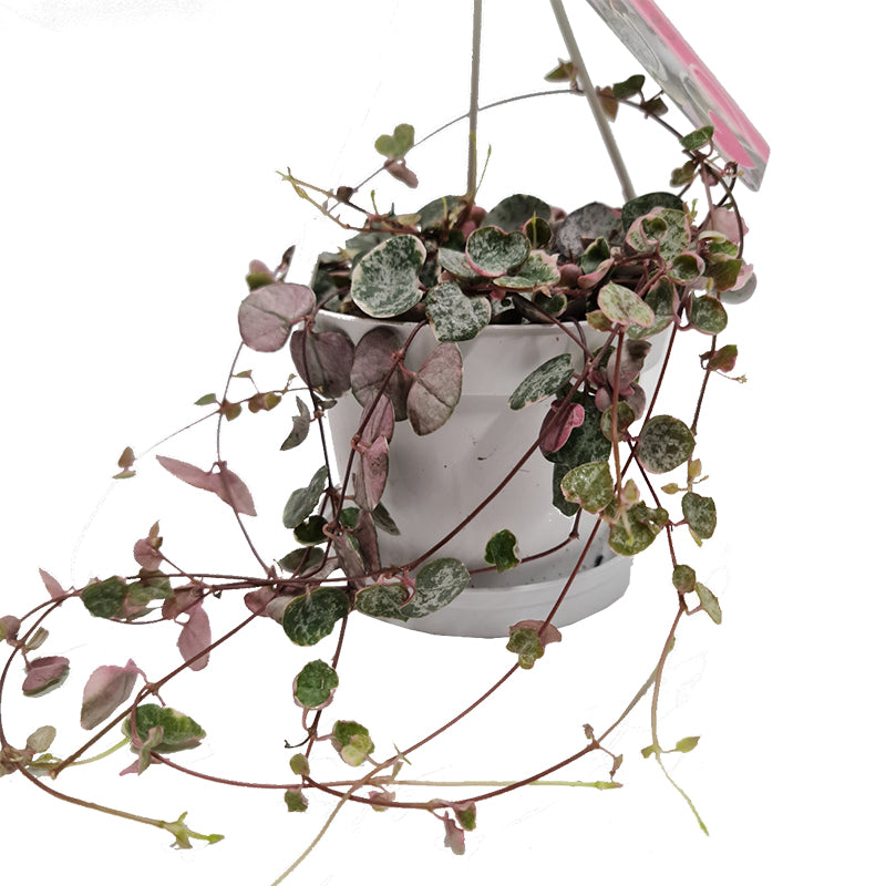 String Of Hearts | Variegated Marlies