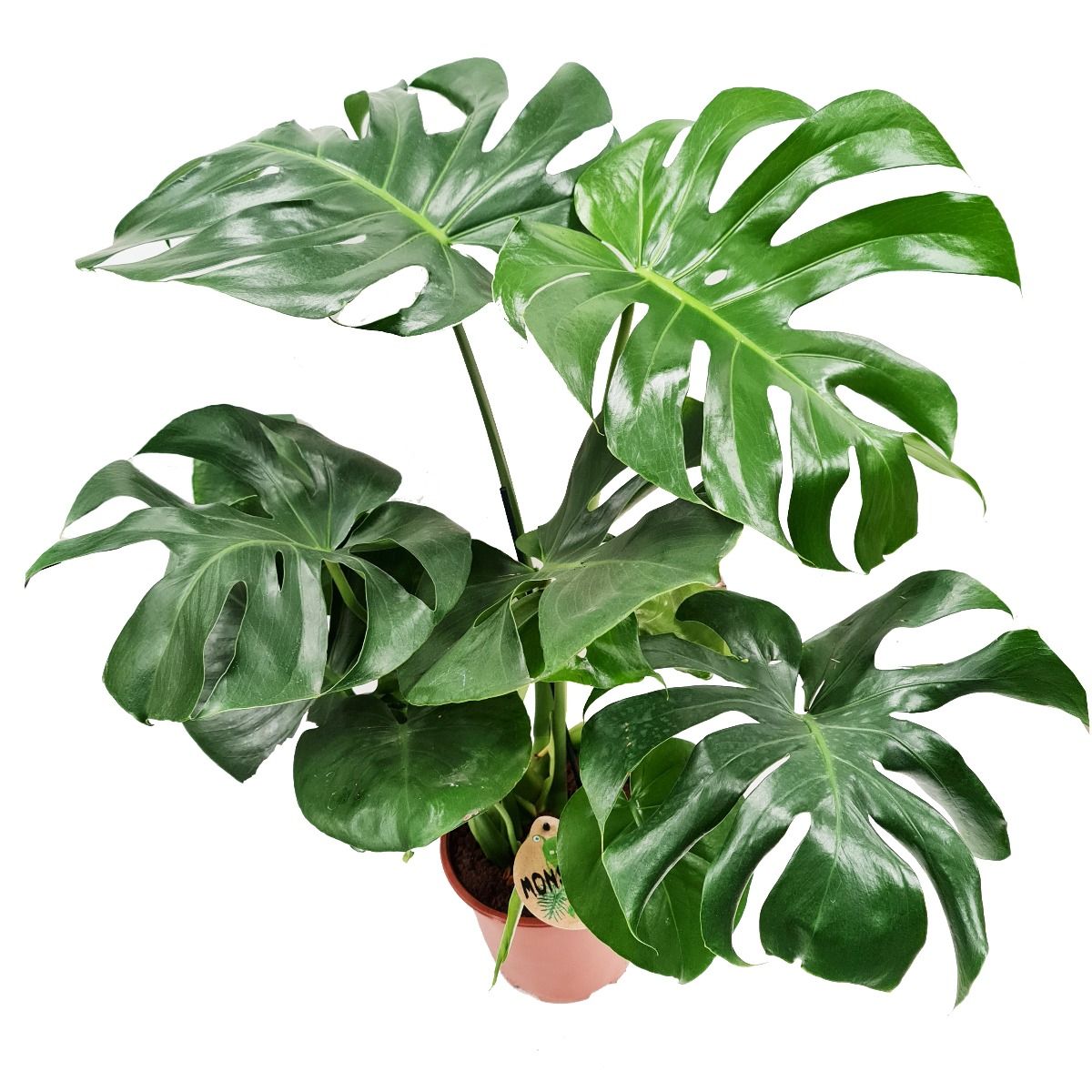 Swiss Cheese Plant