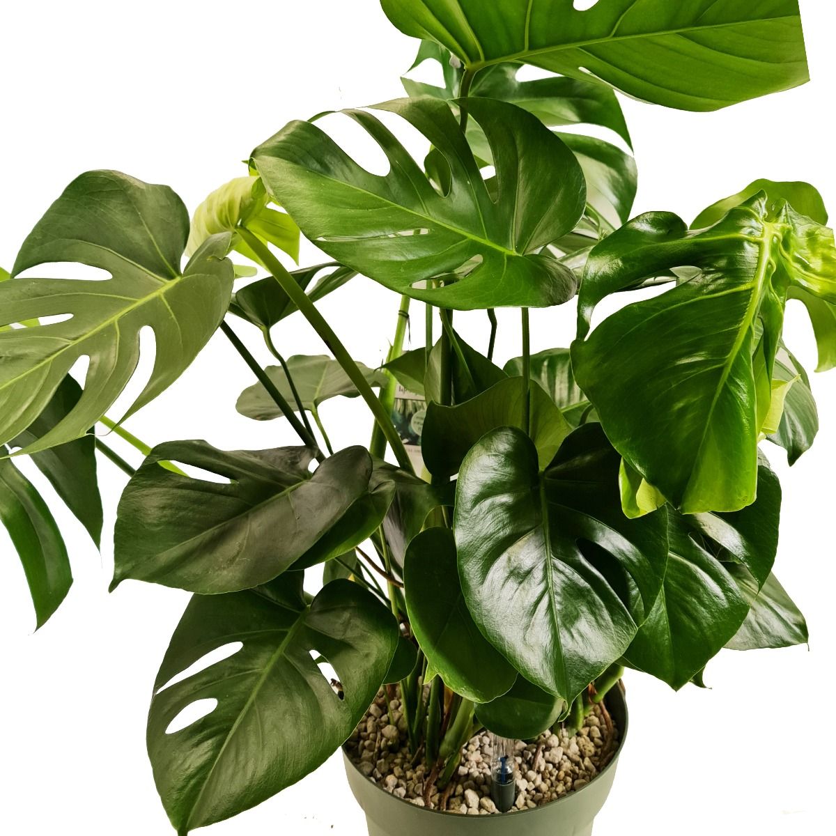 Swiss Cheese Plant