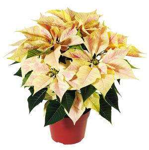 Poinsettia | Marble