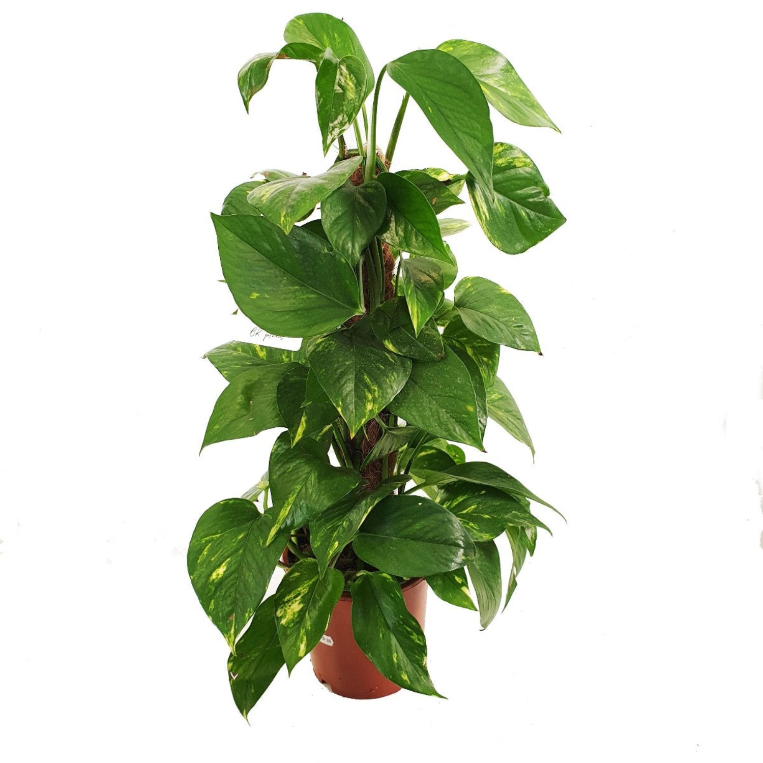 Devil's Ivy | Golden Pothos
