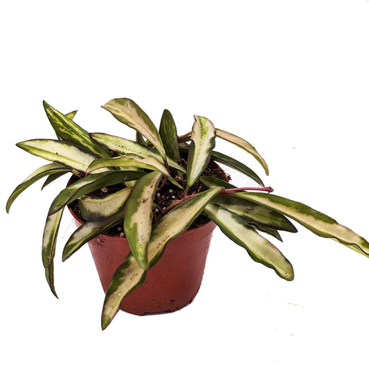 Wax Plant | Wayetii Tricolour | Potted Houseplants