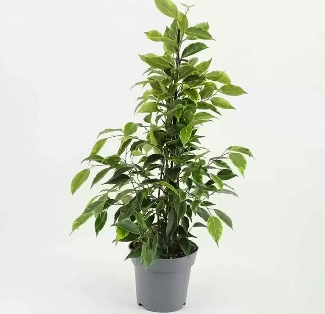 Weeping Fig | Anastasia