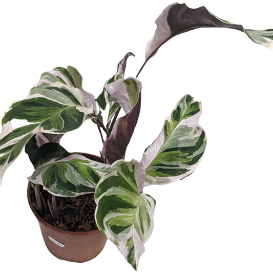 Prayer Plant | White Fusion | Rare Plant | Houseplants & Indoor Plants On Sale