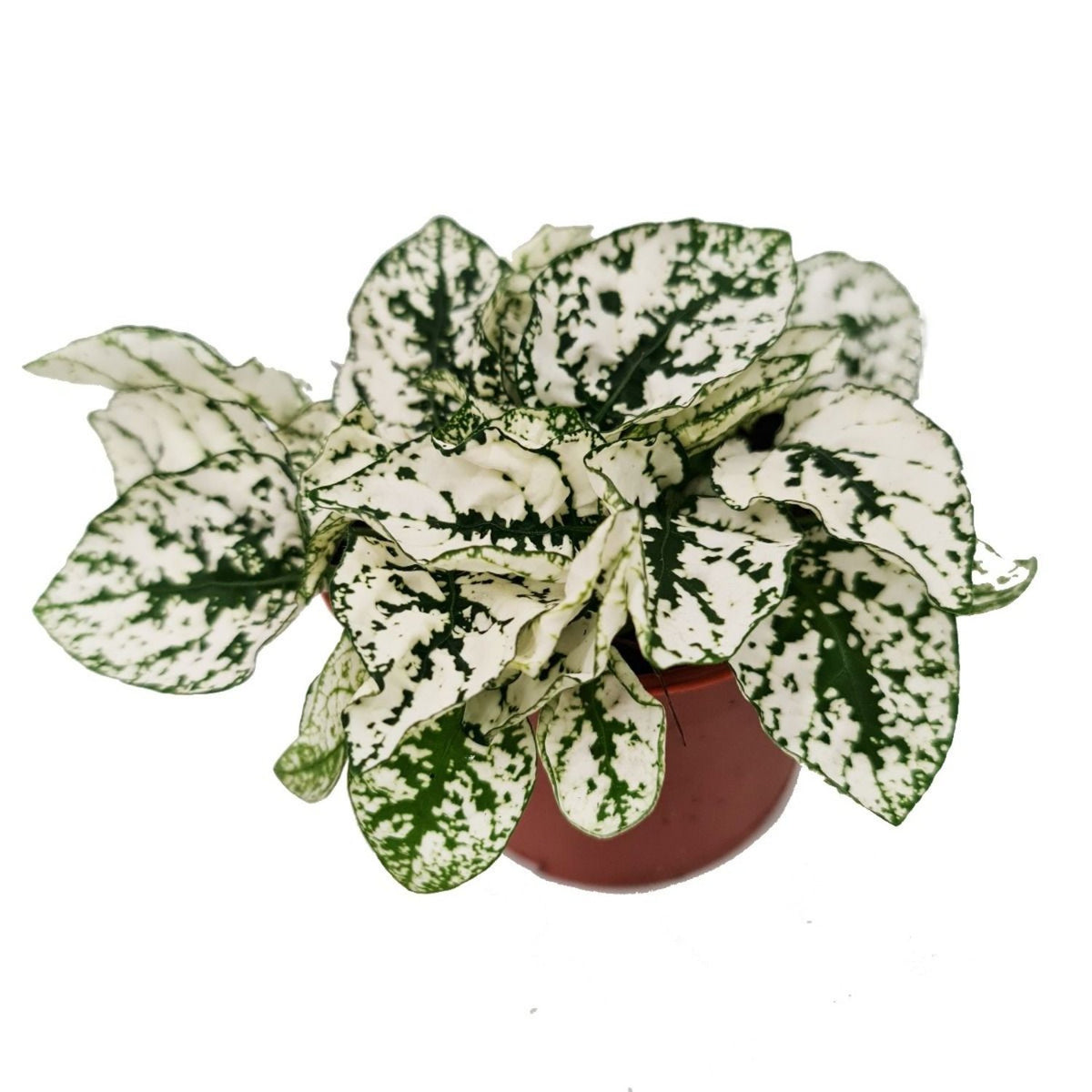 Polka Dot Plant | White