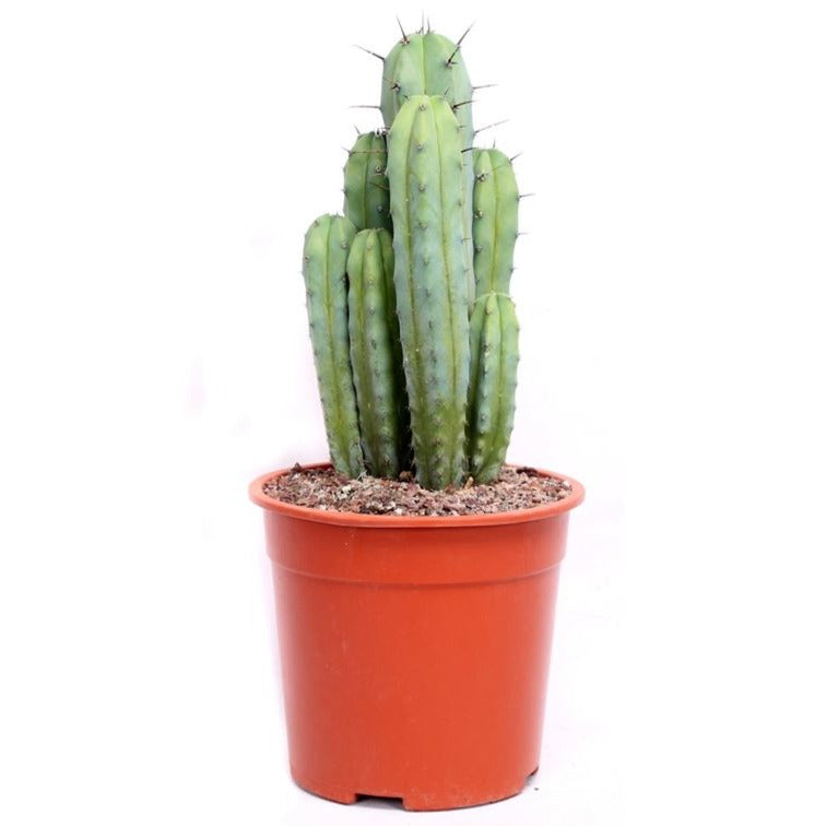 Bilberry Cactus