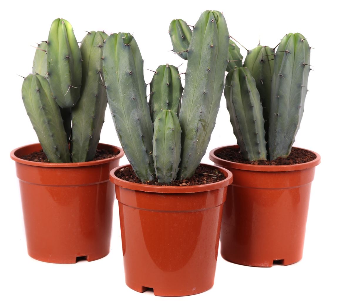 Bilberry Cactus