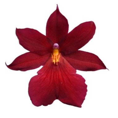 Burrageara Orchid | Nelly Isler Red Velvet