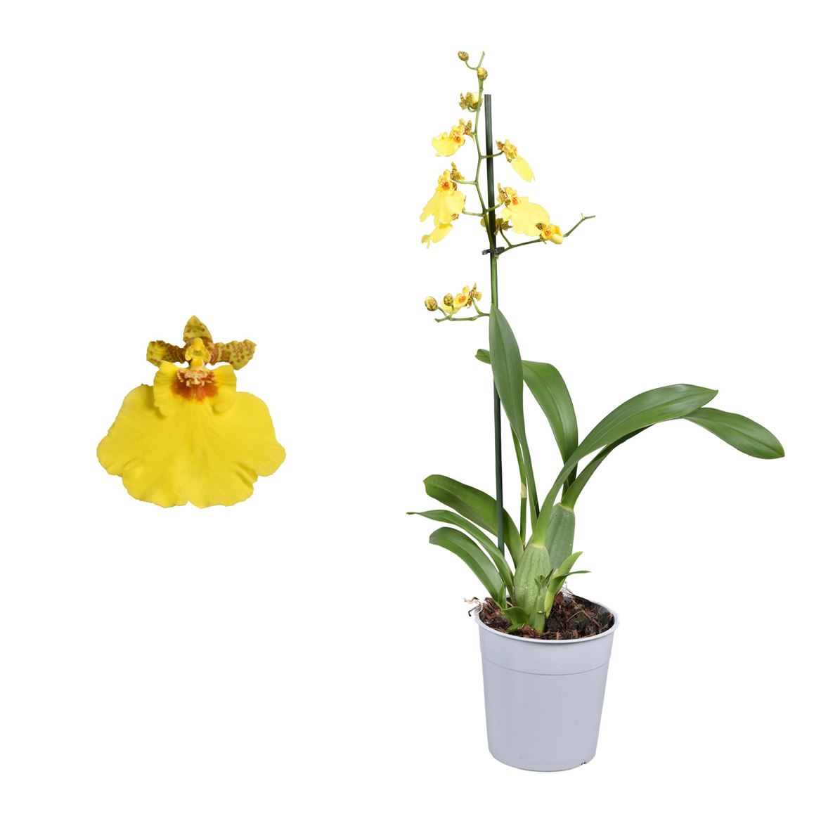 Butterfly Orchid | Honeybee