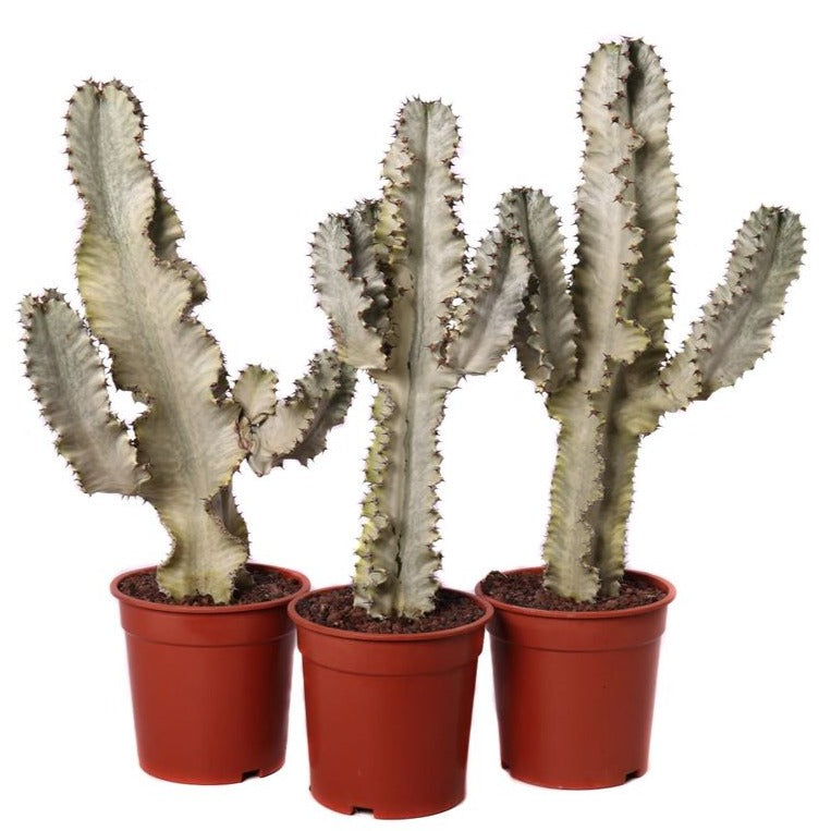 Variegated Candelabra Tree | Rare Plant | Hard To Find