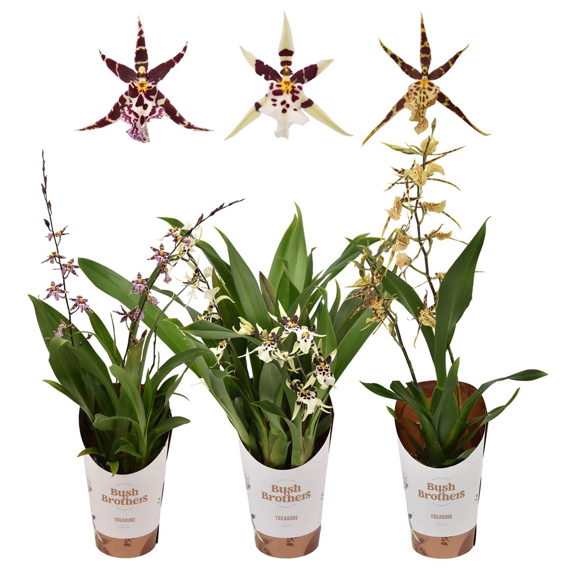 Butterfly Orchid | Titanium Sunshine
