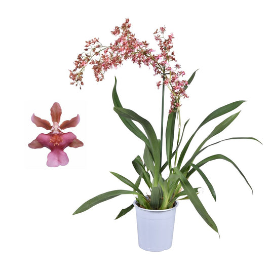 Scented Dancing Ladies Orchid | Rosy Sunset | Hard To Find | Potted Houseplants