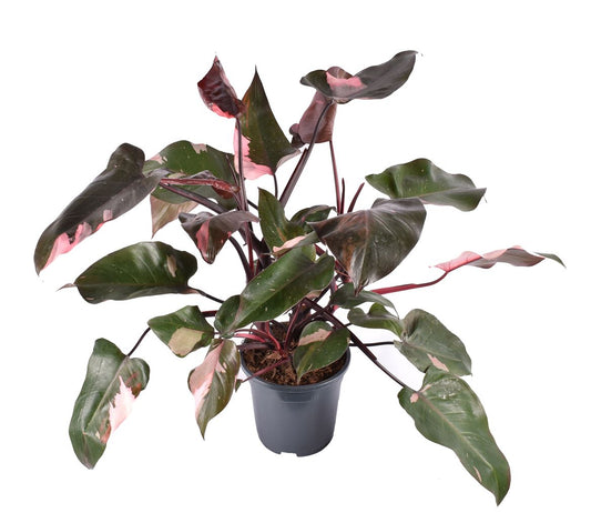 Pink Princess Philo | Rare Plant | Variegated Plants
