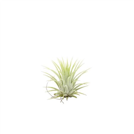 Air Plant | Green | Potted Houseplants